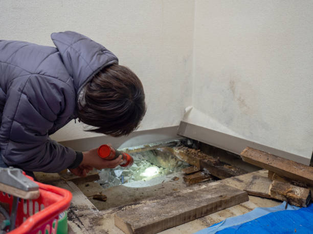 Best Industrial Mold Remediation  in York, NE