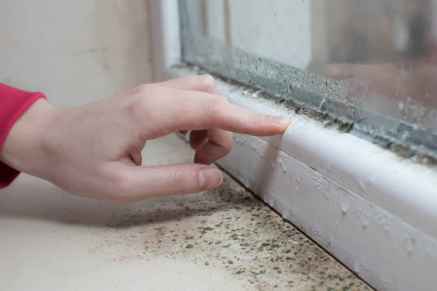 York, NE Mold Removal Company